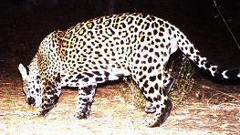 Steller: Jaguars belong in Southern Arizona, whatever the number